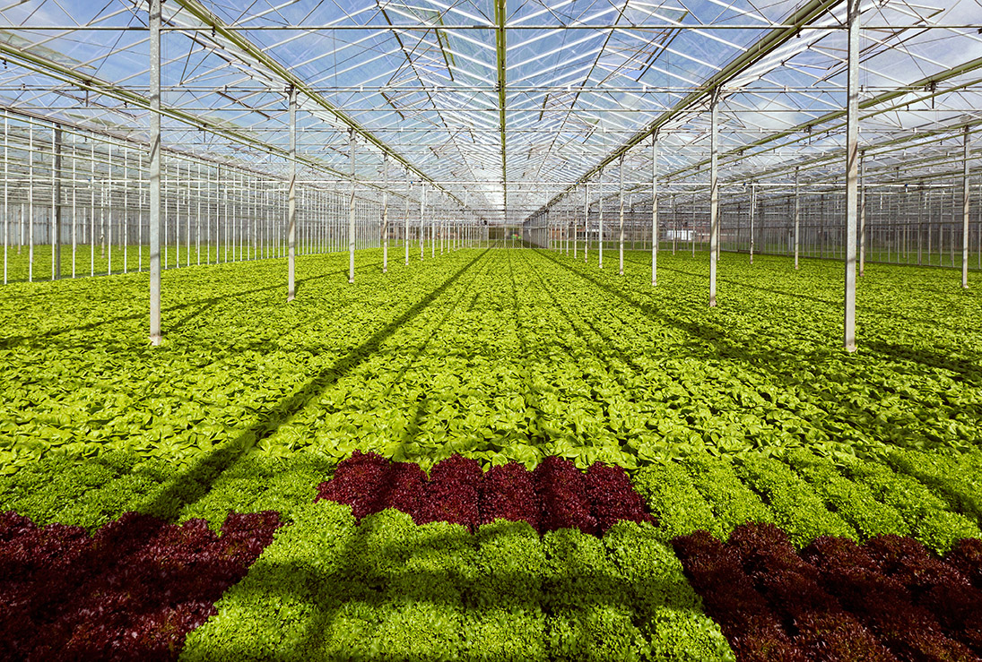 ein Feld mit frischem Salat in einem gartenbaulichen Gewächshaus